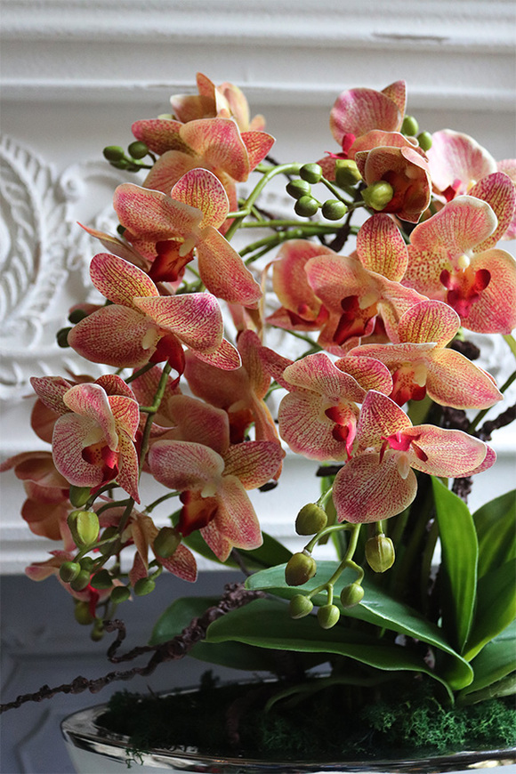 storczyk Laos Cremina Granada, w donicy łódce, wys.50cm