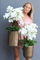 Złota Kraina Lux 2, storczyk w złotej owalnej osłonce