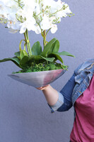 Plateu, ekskluzywny storczyk na paterze