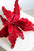 Poinsecja, świąteczny kwiat gwiazdy betlejemskiej