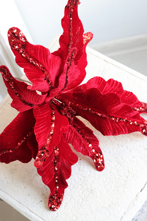 Poinsecja, świąteczny kwiat gwiazdy betlejemskiej