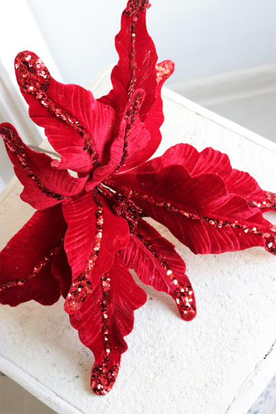 Poinsecja, świąteczny kwiat gwiazdy betlejemskiej