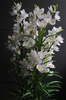 Cymbydium Ambasador, duży sztuczny storczyk XXL w doniczce