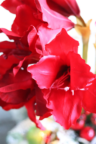 Amarylis Silver Winter, świąteczny stroik z czerwonym amarylisem, wys.60cm  