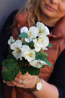 Bratki, kiść kwiatów, białe