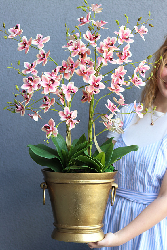 gumowy storczyk w złotym coolerze, Pink Golden Tresta