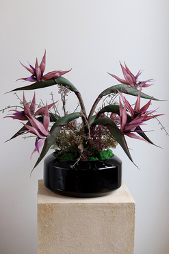 Strelicja Violet, egzotyczna kompozycja w donicy, wys.47cm