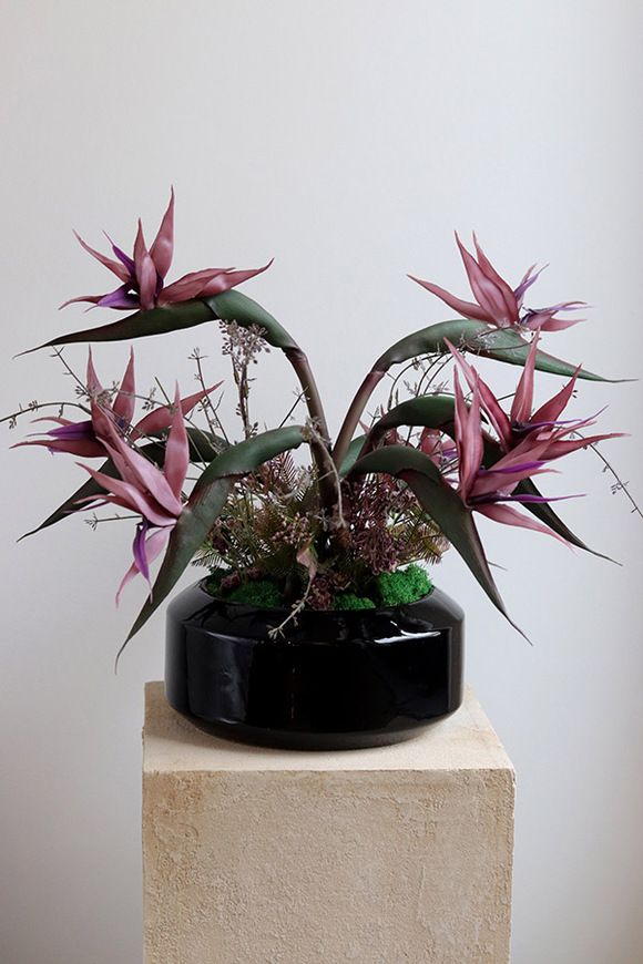 Strelicja Violet, egzotyczna kompozycja w donicy