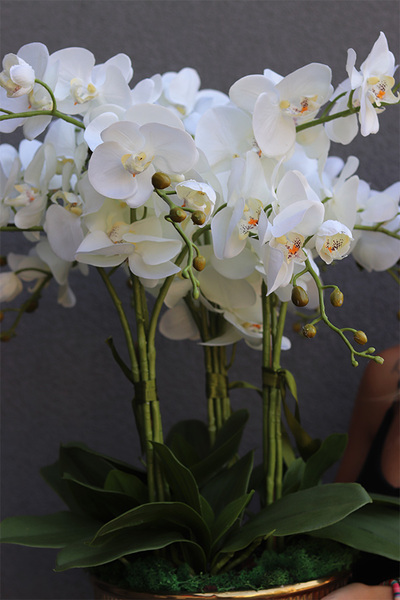 Hillton Gold, sztuczny storczyk w złotej misie