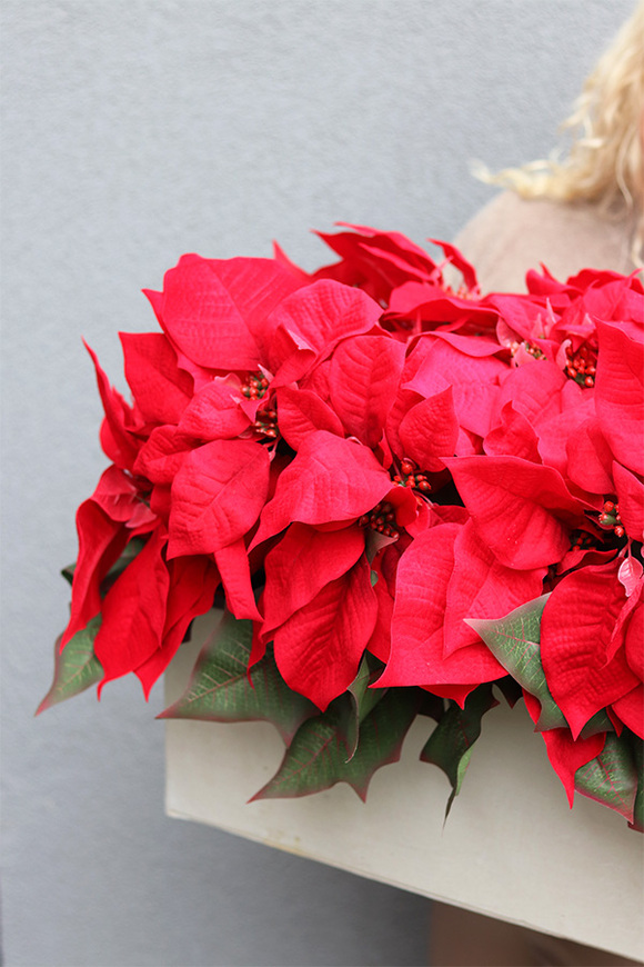 Gwiazda Betlejemska Modern Concrete, wysokiej jakości sztuczna roślina