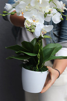 Pure White Mediolan, sztuczny storczyk w plastikowej donicy