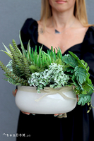 Arriba, kompozycja sukulenty w owalnej donicy, wym.26x30x20cm