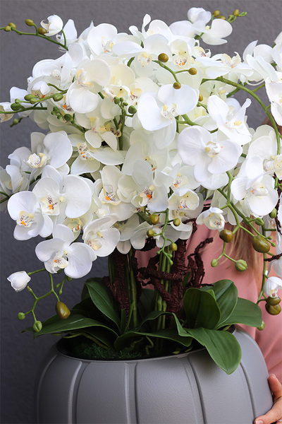 Szara Eminencja, sztuczny storczyk w szarej donicy