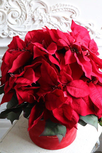 Gwiazda Betlejemska Red, flowerbox zimowy, czerwony welur