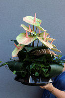 Anturium Maya, kompozycja nagrobna w naczyniu