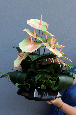 Anturium Maya, kompozycja nagrobna w naczyniu, wym.59x60cm 