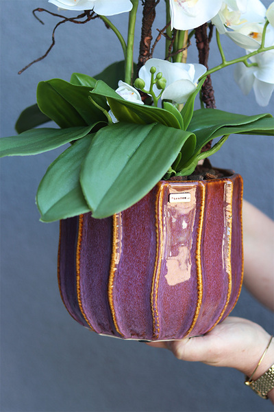 Etnassi Allenta, sztuczny storczyk w brązowej osłonce