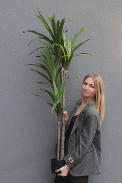 Jukka Mexicana, sztuczna roślina drzewko, wys.140cm 