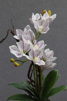 Fredera, gumowy storczyk cymbydium w doniczce