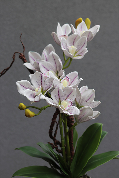 Fredera, gumowy storczyk cymbydium w doniczce