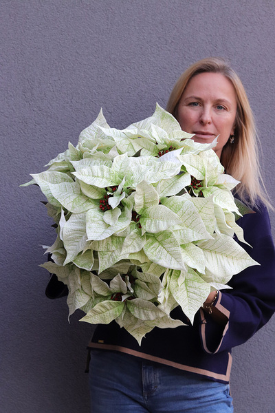 Gwiazda Betlejemska Gold Line, wysokiej jakości sztuczna roślina