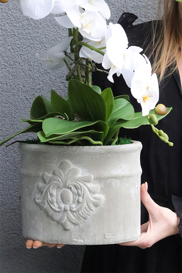 Belledia, storczyk w betonowej donicy