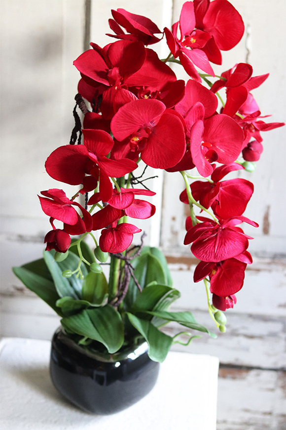 karminowy storczyk w czarnej donicy, Redisano, wys.62cm 