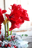 Amarylis Silver Winter, świąteczny stroik z czerwonym amarylisem, wys.60cm  