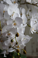 elegancki storczyk w donicy clayfibre, Monstera Premium, wys.90cm