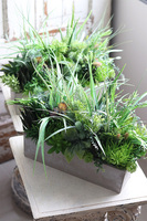 Betonia, kompozycja Sukulenty w betonowej donicy, wym.38x47cm