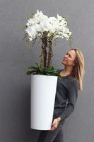 duży storczyk Mediolan Grande Subtila w białej donicy, wys.130cm 