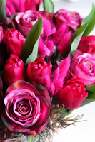 Magenta, wiosenny flowerbox z tulipanami