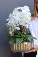 Goldman, elegancki storczyk w złotej osłonce