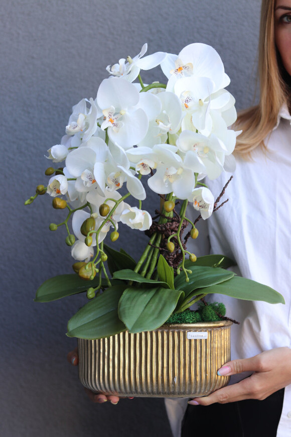 Goldman, elegancki storczyk w złotej osłonce