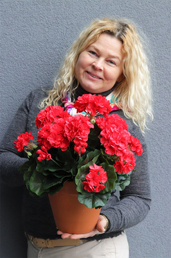 OD RĘKI Terrakota Red, kompozycja kwiatowa pelargonie, wys.39cm