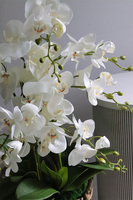 Rattania Provance A, sztuczny storczyk w wiklinowym koszu