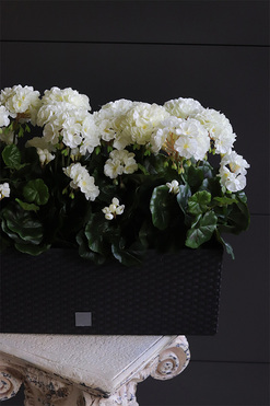 Białe, sztuczne pelargonie na balkon i parapet, wym.41cm