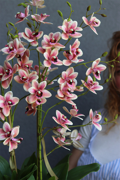 gumowy storczyk w złotym coolerze, Pink Golden Tresta