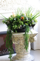 Green Terrance Laos, kompozycja sukulenty w czarnej donicy