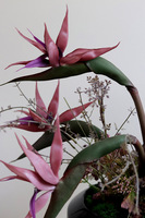 Strelicja Violet, egzotyczna kompozycja w donicy