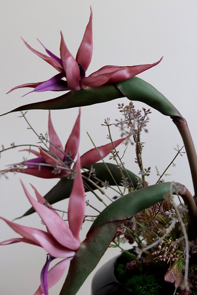 Strelicja Violet, egzotyczna kompozycja w donicy