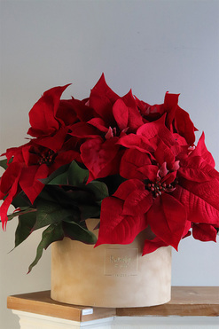 Gwiazda Betlejemska Beige, flowerbox zimowy, beżowy welur, wys.46cm