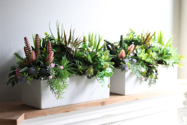 Fragana, kompozycja sukulenty w białej donicy