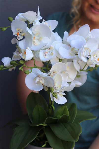 Beira Grey, elegancki storczyk w szarej donicy