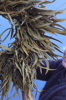 Jesienny Polot, dekoracyjny wianek z suszonych i stabilizowanych roślin, śr.68cm