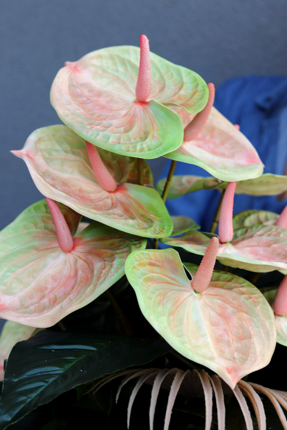 Anturium Maya, kompozycja nagrobna w naczyniu