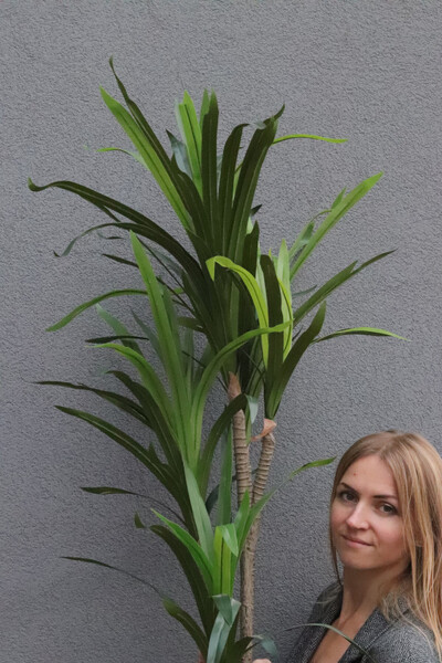 Jukka Mexicana, sztuczna roślina drzewko