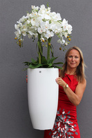 duży storczyk White Fiberglass Grande Clear w białej donicy