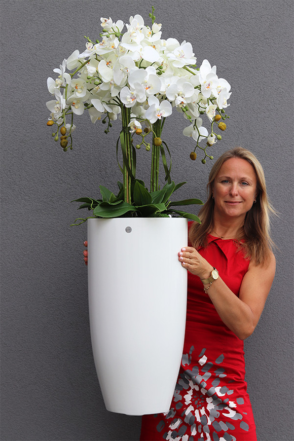 duży storczyk White Fiberglass Grande Clear w białej donicy