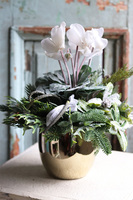 Zimowe Dekory, sztuczny cyklamen w złotym naczyniu, wys.35cm 